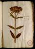  Fol. 11 

Lychnis agria maior. Viola barbata latifolia. Armeria altera multis in latum orbiculum congestis floribus.